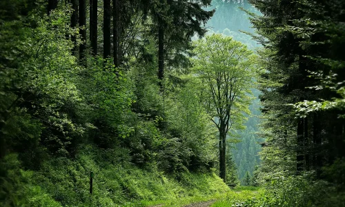 Gabinete Florestal Municipio Celorico de Basto
