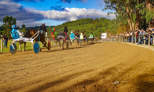 corrida de cavalos (3)
