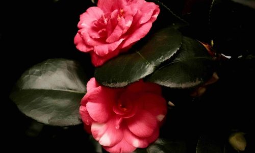 harmonia em tons de Rosa