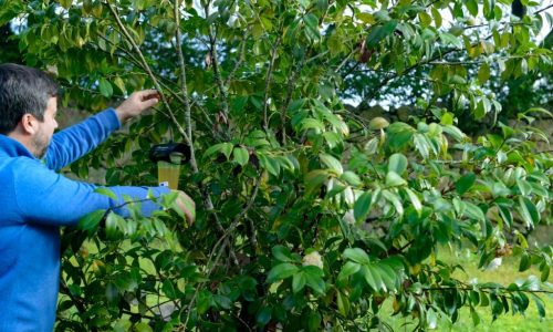 monitorizaçlão vespa asiática
