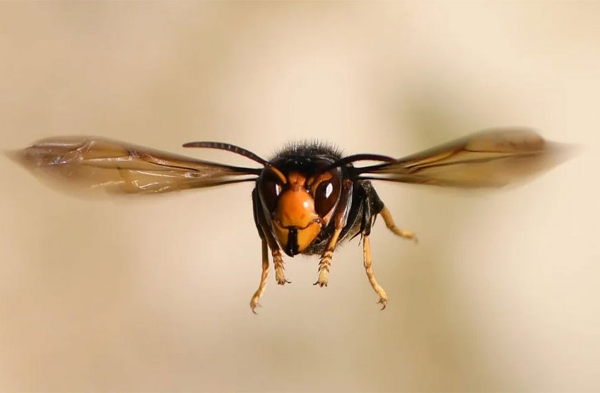 Vespa Velutina