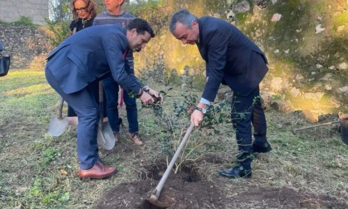 camélias  em boiro
