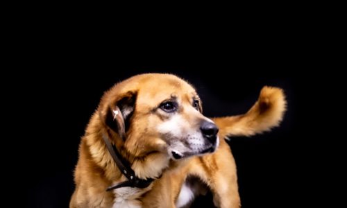 cão (2)