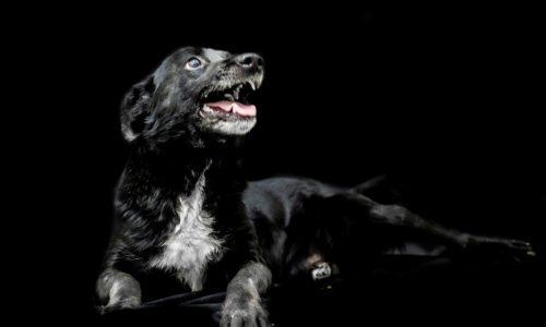 cão
