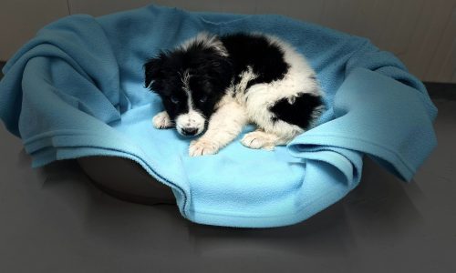 cão